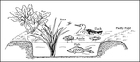 fig04.jpg