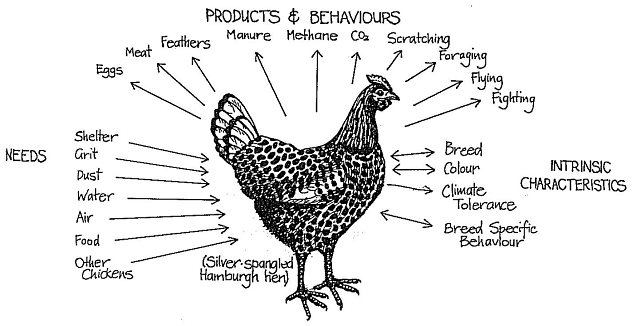 Poultry Shrink Bags - Premier1Supplies